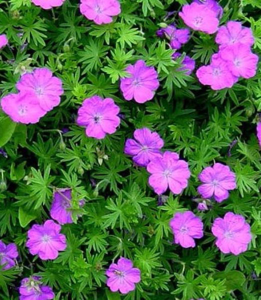 Geranium 'Tiny Monster'